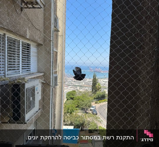 רשת למניעת כניסת יונים על חלון בניין